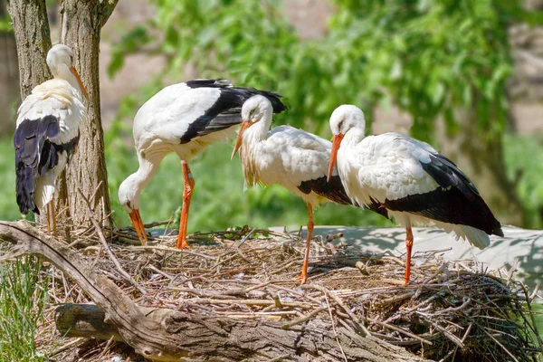 Pájaro una familia de cigüeñas construye un nido —  Fotos de Stock