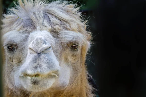 Głowa dorosłego zwierzętom camel — Zdjęcie stockowe
