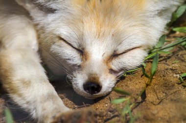 hayvan namlu yatan tilki