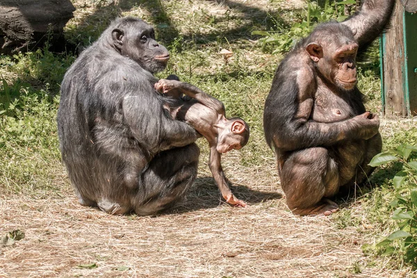 Animals two females and a baby chimpanzee — Stock Photo, Image