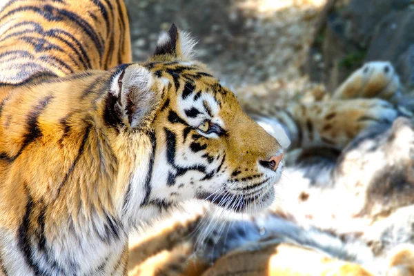 Animal hermoso tigre joven —  Fotos de Stock