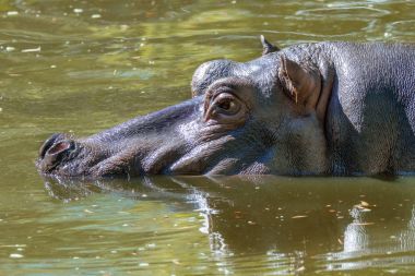 vahşi bir hayvan, su su aygırı büyük memeli