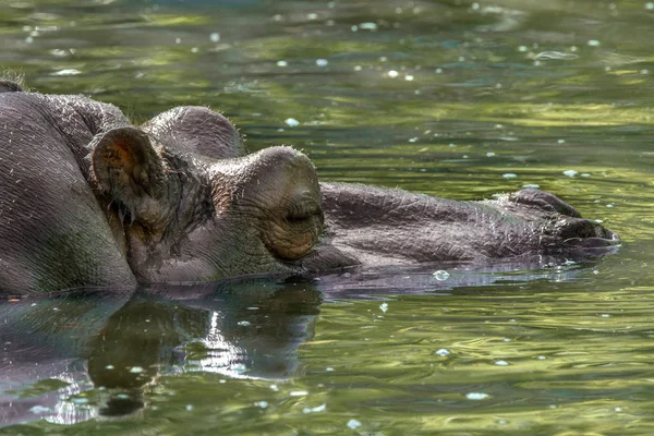 Mamífero grande de um animal selvagem, hipopótamo em água — Fotografia de Stock