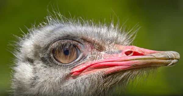 Animal grande pássaro de uma avestruz — Fotografia de Stock