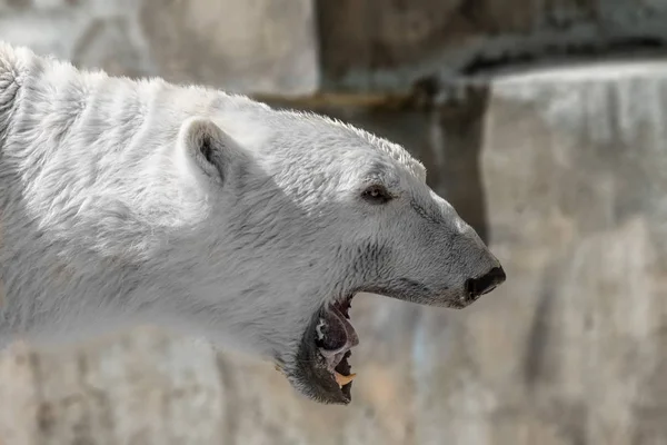 Az egy nagy jegesmedve ragadozó állat pofáját — Stock Fotó