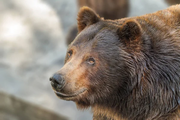 Focinho animal de um grande predador urso marrom — Fotografia de Stock