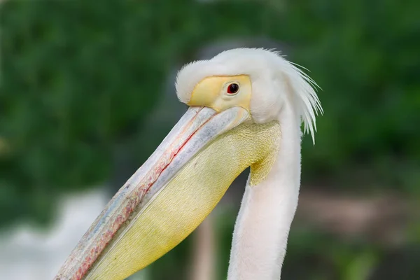 Tierkopf eines schönen Pelikanvogels — Stockfoto