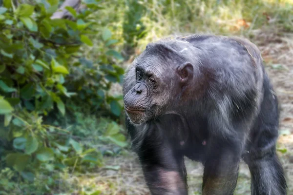Anthropoid ape of a chimpanzee — Stock Photo, Image
