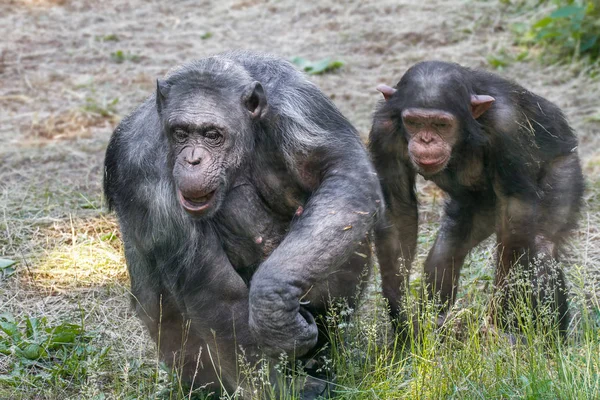 Animals two females and a baby chimpanzee — Stock Photo, Image