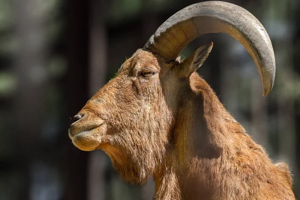 Dierlijke hoofd van een berggeit met grote hoorns — Stockfoto