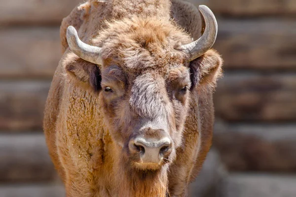 Cabeça de um touro vermelho perto da parede de uma casa de madeira — Fotografia de Stock