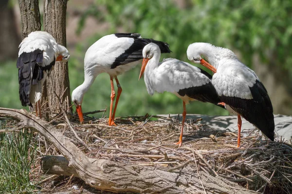 Pájaro una familia de cigüeñas construye un nido —  Fotos de Stock