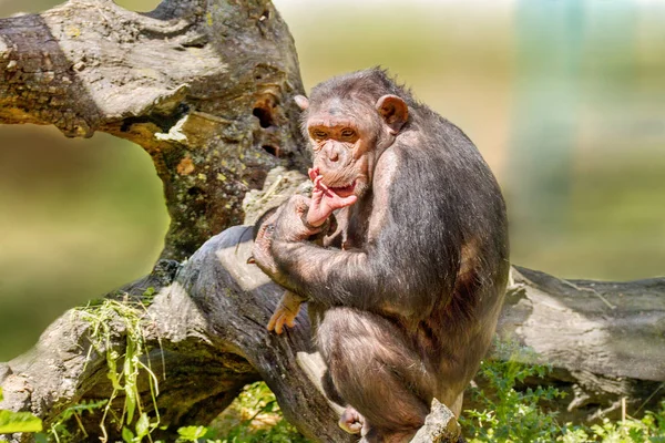 Female chimpanzee holding a calf — Stock Photo, Image