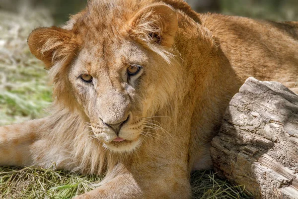 Тварина молодий лев лежить на траві — стокове фото