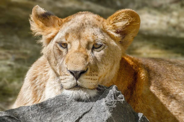 动物的母狮在一块大石头上奠定了她的头 — 图库照片