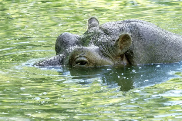 Mamífero grande de um animal selvagem, hipopótamo em água — Fotografia de Stock