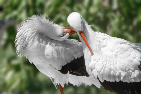 Animales dos pájaros hermosas grúas blancas —  Fotos de Stock