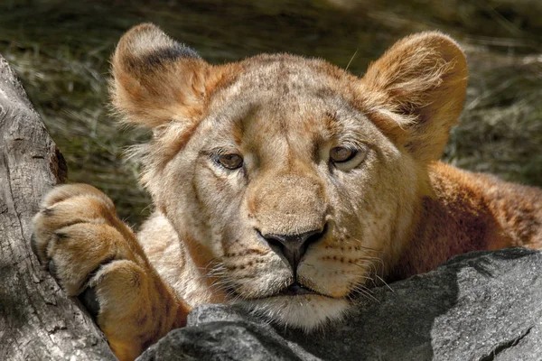 动物的母狮在一块大石头上奠定了她的头 — 图库照片