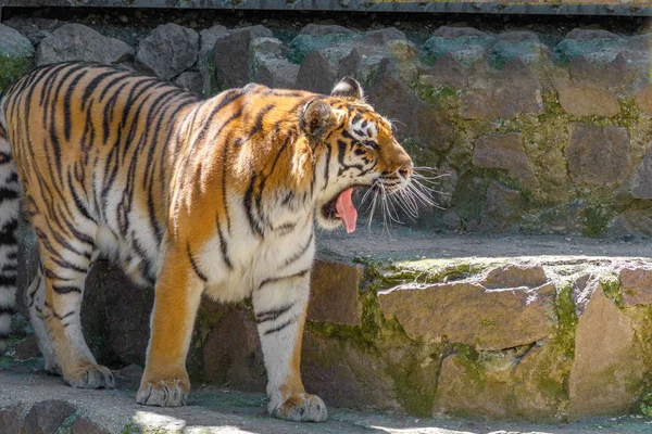 Animal un tigre joven bostezando en el zoológico —  Fotos de Stock