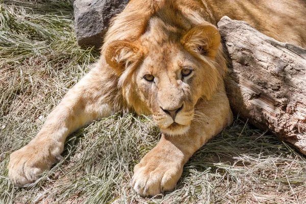 Zwierzęta Lew młody, leżąc na trawie — Zdjęcie stockowe