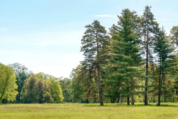 Pijnbomen op een glade in het arboretum — Stockfoto
