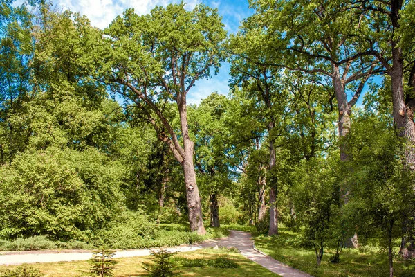 Andar no arboreto no verão — Fotografia de Stock