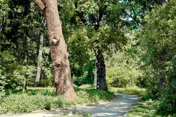 Beco passando pelo arboreto no verão — Fotografia de Stock