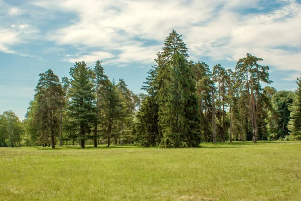 Pijnbomen op een glade in het arboretum — Stockfoto