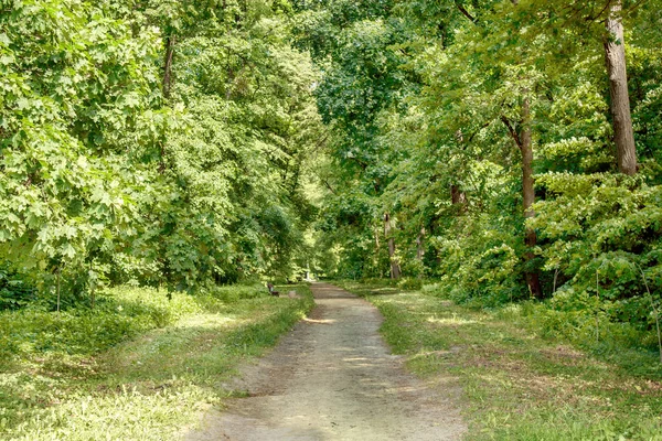 Caminho a pé no verão no arboreto — Fotografia de Stock