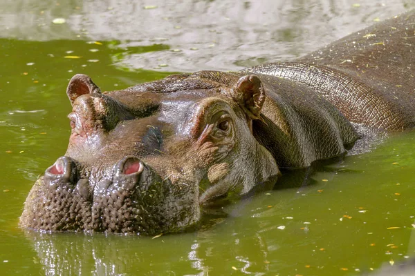 Mamífero grande de un animal salvaje, hipopótamo en el agua — Foto de Stock
