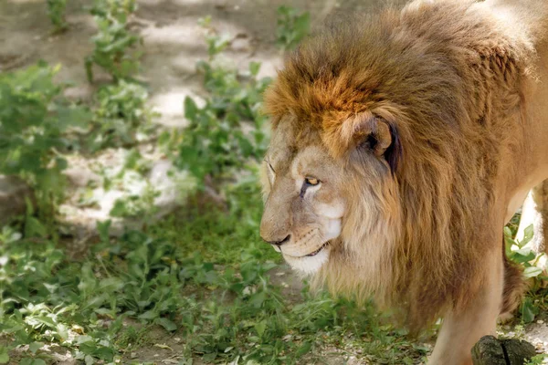 Велика левова тварина на прогулянці в зоопарку — стокове фото