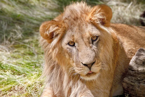 Тварина молодий лев лежить на траві — стокове фото