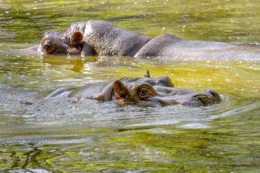 İki büyük memeli bir vahşi hayvan, su su aygırı