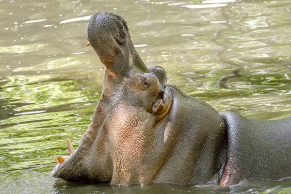 Grande animal hipopótamo na água abriu a boca — Fotografia de Stock