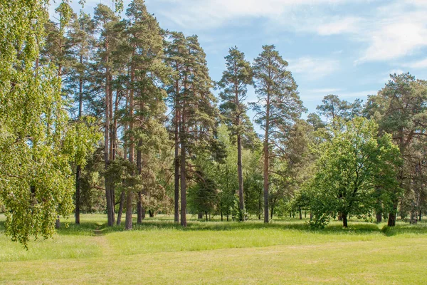 Hoge pijnbomen op een glade in het arboretum — Stockfoto