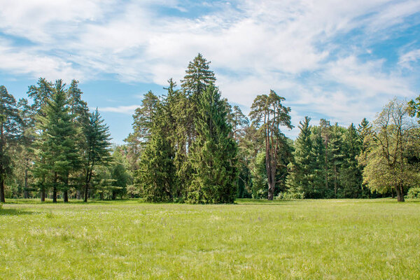 Image of tall pine trees on a glade in the arboretum