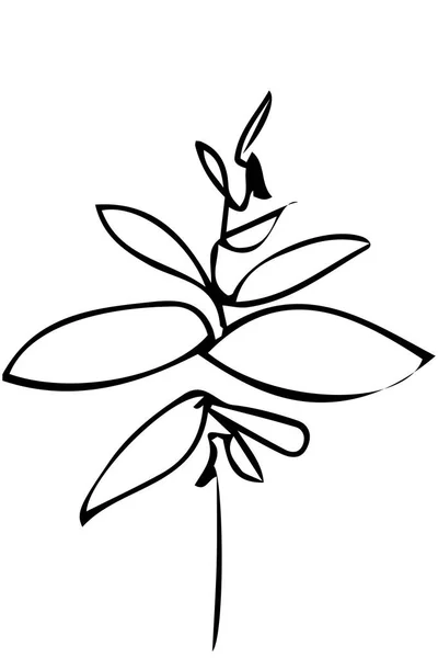 Bosquejo vectorial de una ramita de planta y hojas — Vector de stock