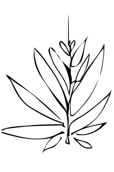 Croquis vectoriel d'une brindille et de feuilles de plante — Image vectorielle