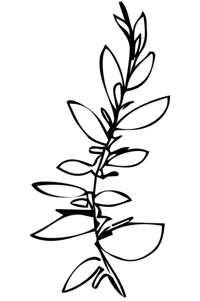 Vektorové skici větvičku rostliny a listy — Stockový vektor