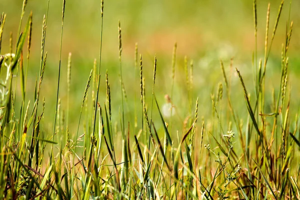 Sfondo verde campo selvaggio con spikelets — Foto Stock
