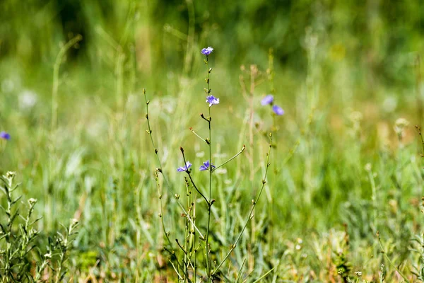 Sfondo verde erba e un fiore campo blu — Foto Stock