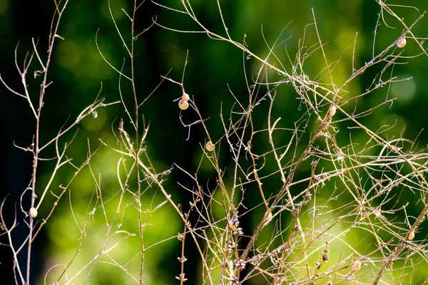 Grama seca com caracol campo no fundo verde — Fotografia de Stock