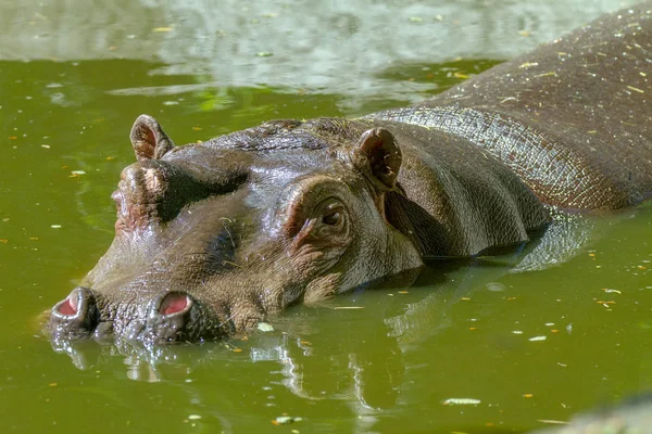 Large mammal of a wild animal, hippopotamus in water — Stock Photo, Image