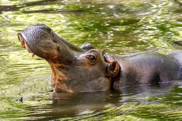 Large animal hippopotamus in the water opened its mouth — Stock Photo, Image
