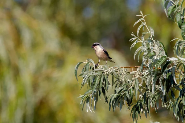 Pequeño pájaro en una rama de aceituna silvestre — Foto de Stock