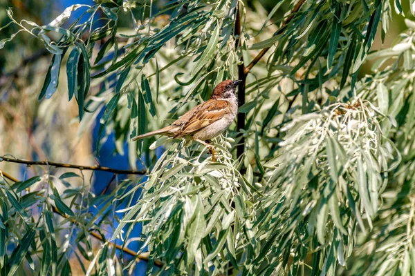 Animal sparrow sits on the branches of a wild olive tree — Stock Photo, Image