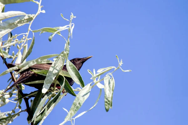 Djur fågel starling i en snårskog av träd — Stockfoto