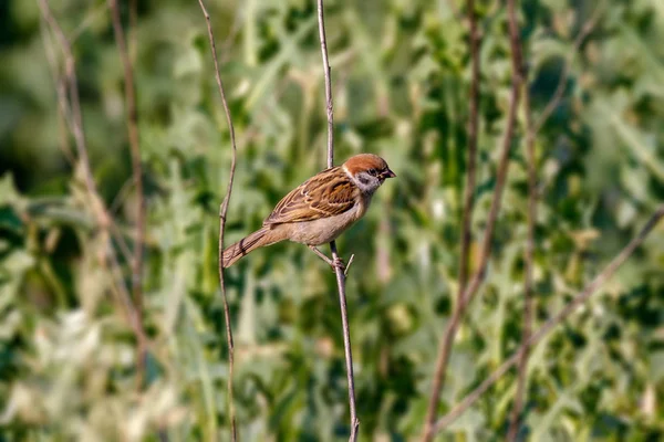 Djur little sparrow på en gren — Stockfoto