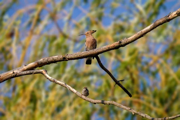 Zwierząt dzikich Dudek ptak na gałęzi — Zdjęcie stockowe