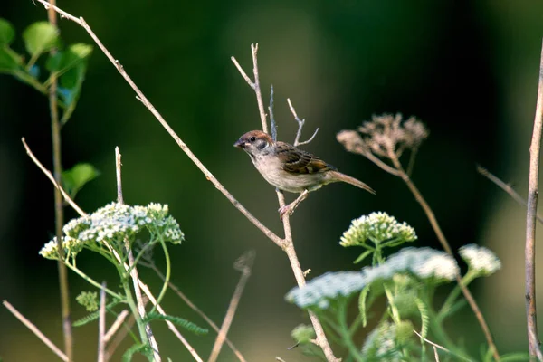 Petit moineau animal sur une branche — Photo